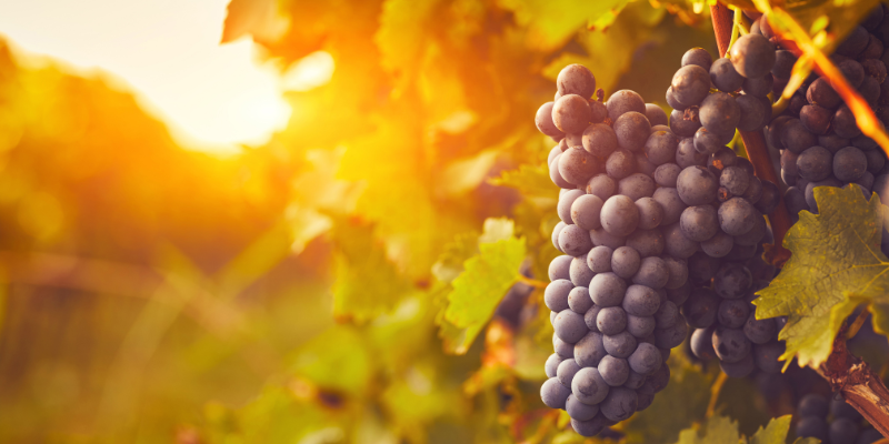 Banner wo nieuwsbrief 1