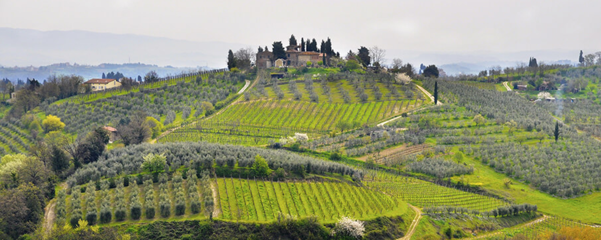 De wijngaarden van Boccantino in Italië