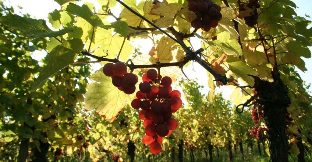 Een blik op de druiven in de wijngaard van Domaine Moritz in de Elzas