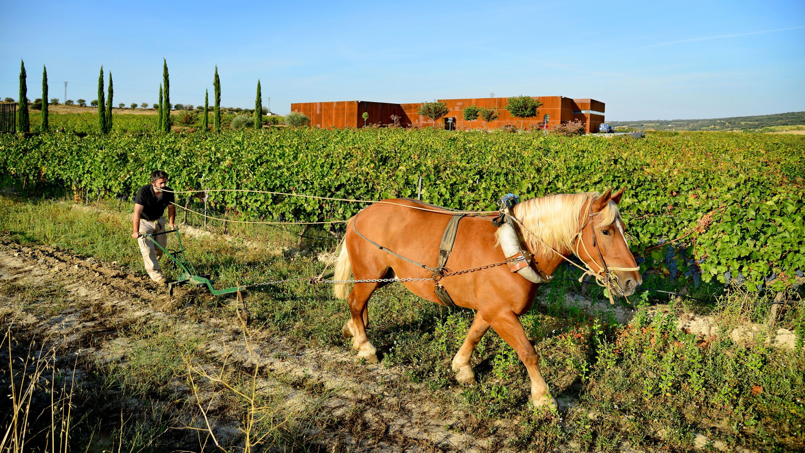 De wijngaarden van El Grillo y la Luna in Somontano