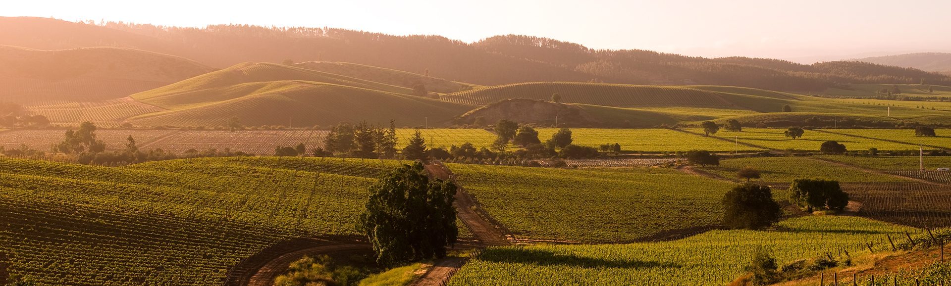 De wijngaarden van Casas del Bosque in Chili